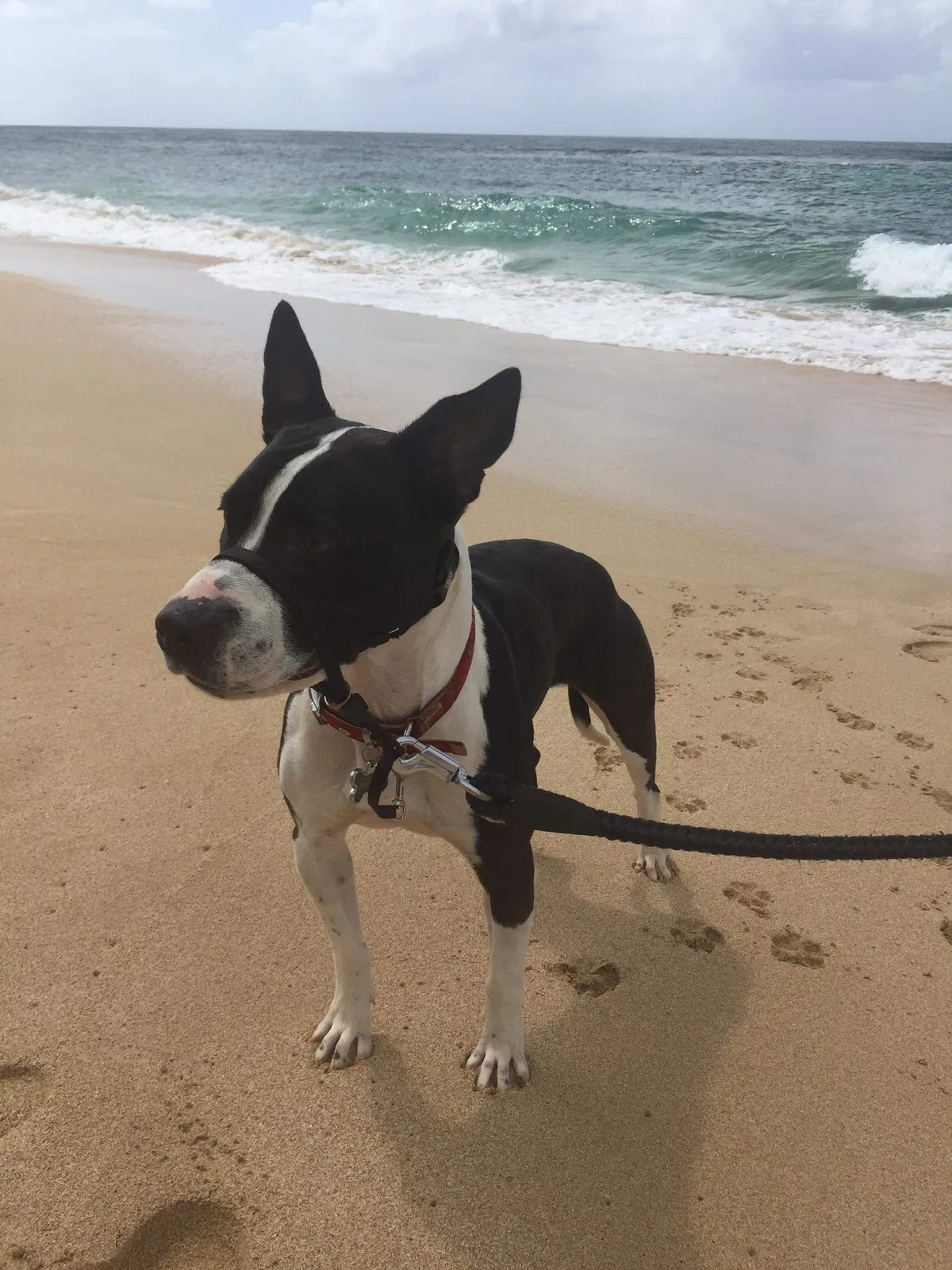 Lost dog in Wahiawa, HI, 96786