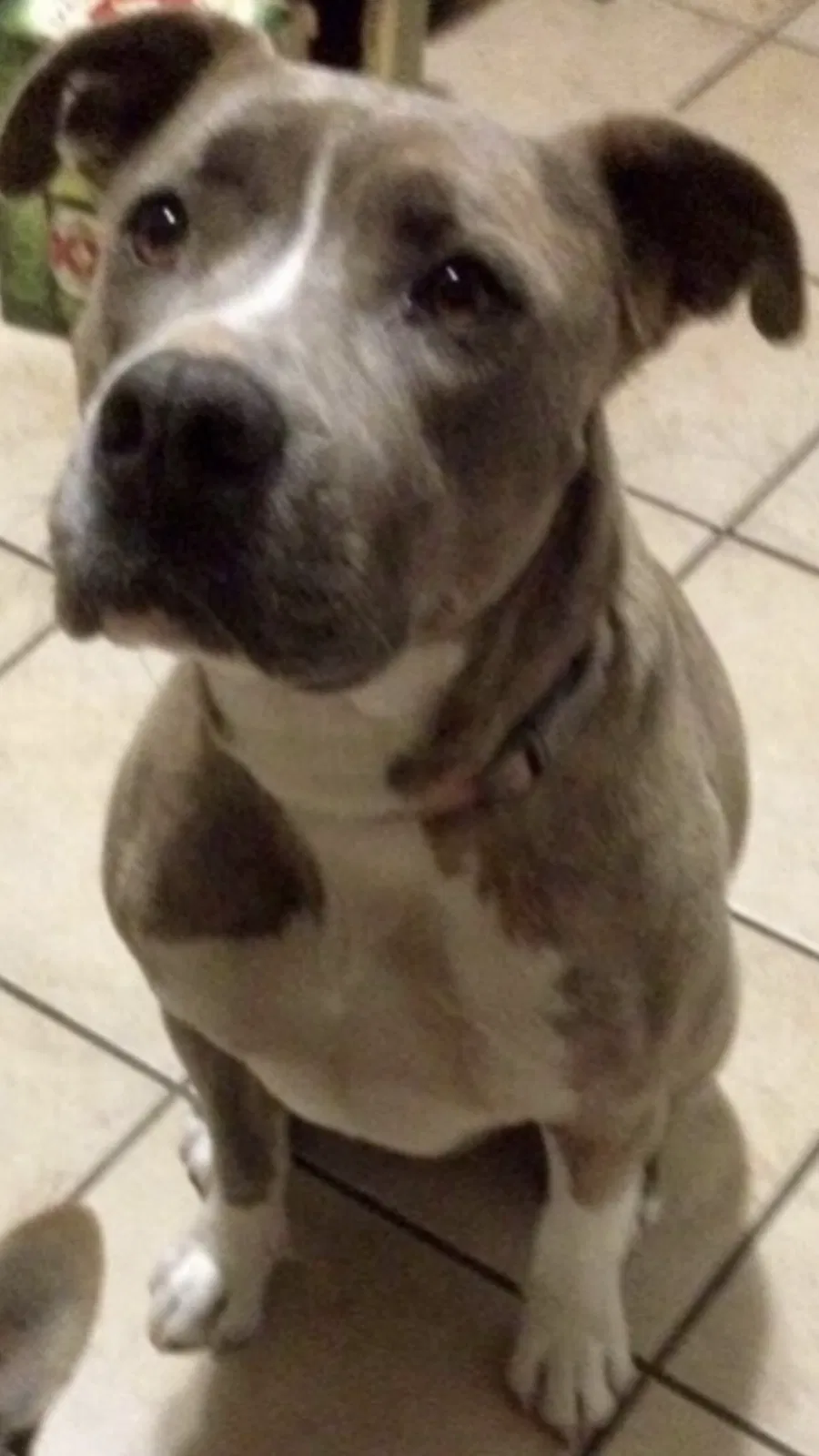 Lost dog in Rio Rancho, NM, 87124