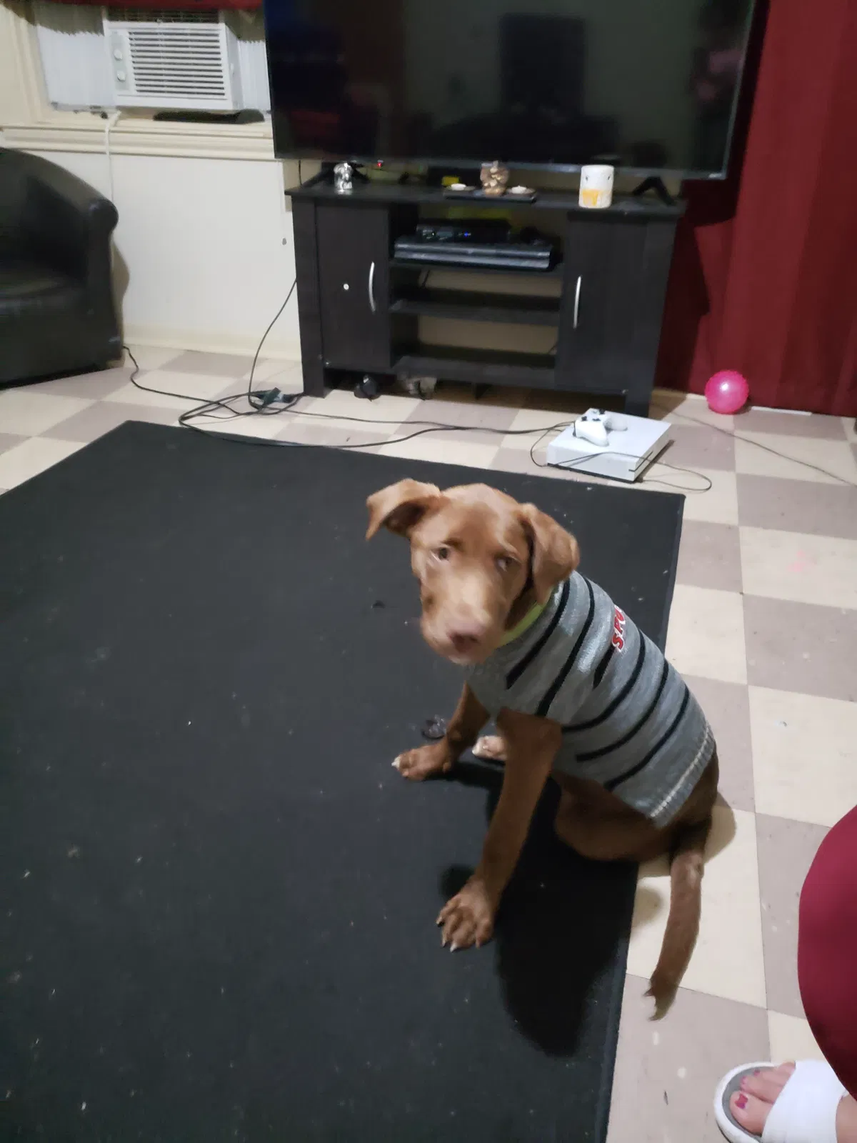 Lost dog in Corpus Christi, TX, 78418