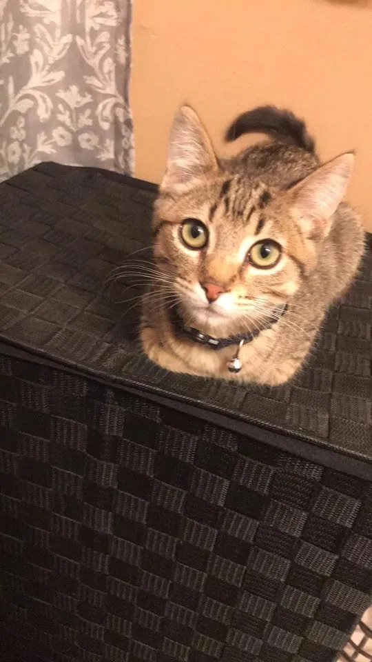 Lost cat in La Crescenta, CA, 91214