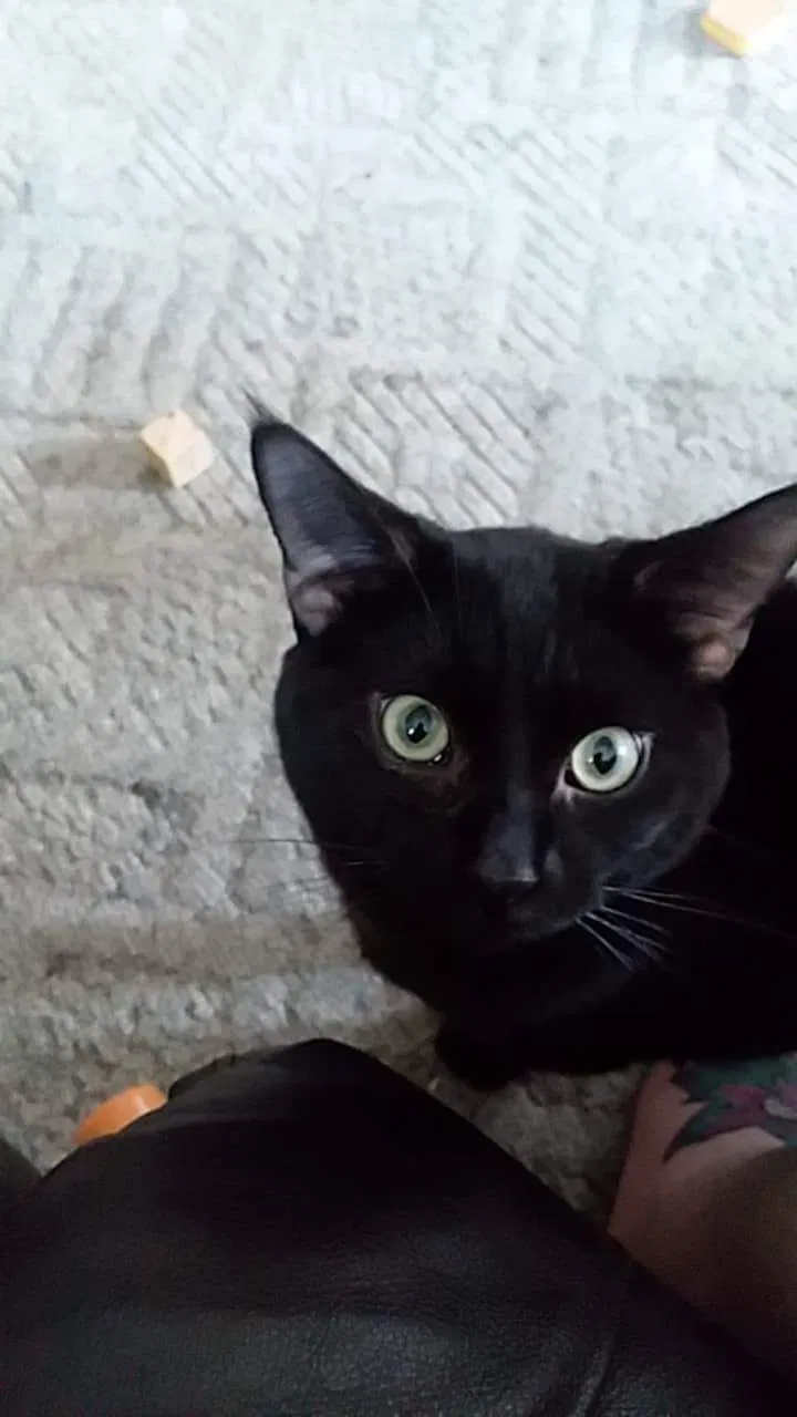 Lost cat in Marlette, MI, 48453