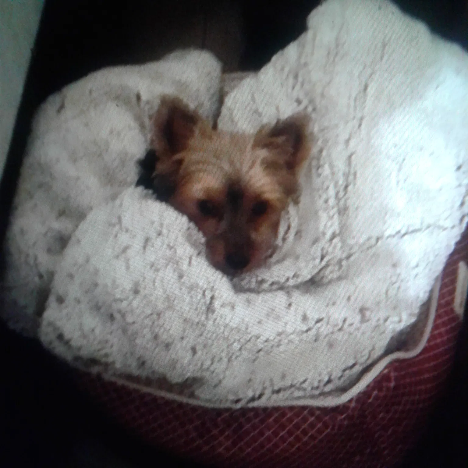 Lost dog in Elkhart, IN, 46516