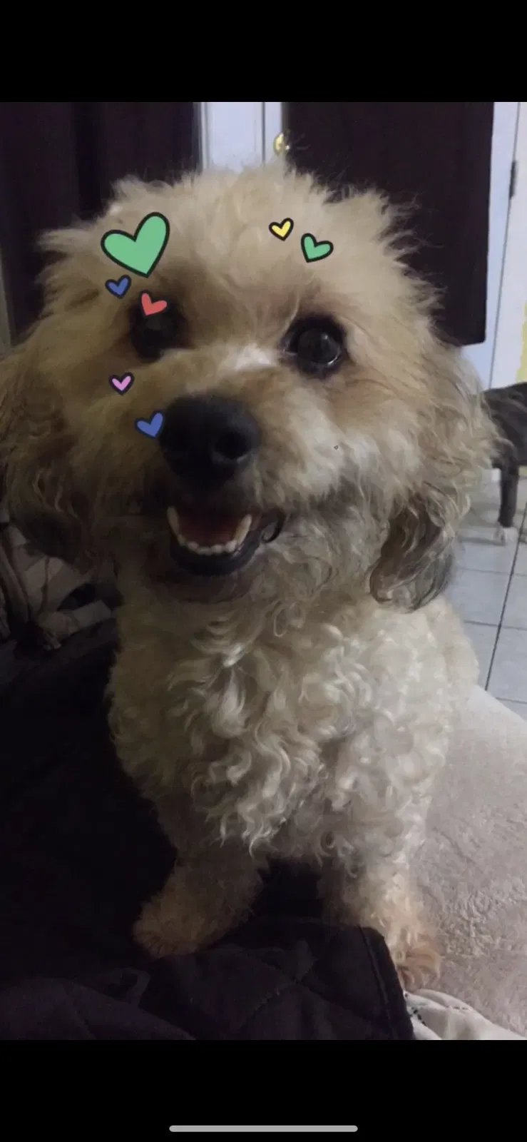 Lost dog in Tucson, AZ, 85713