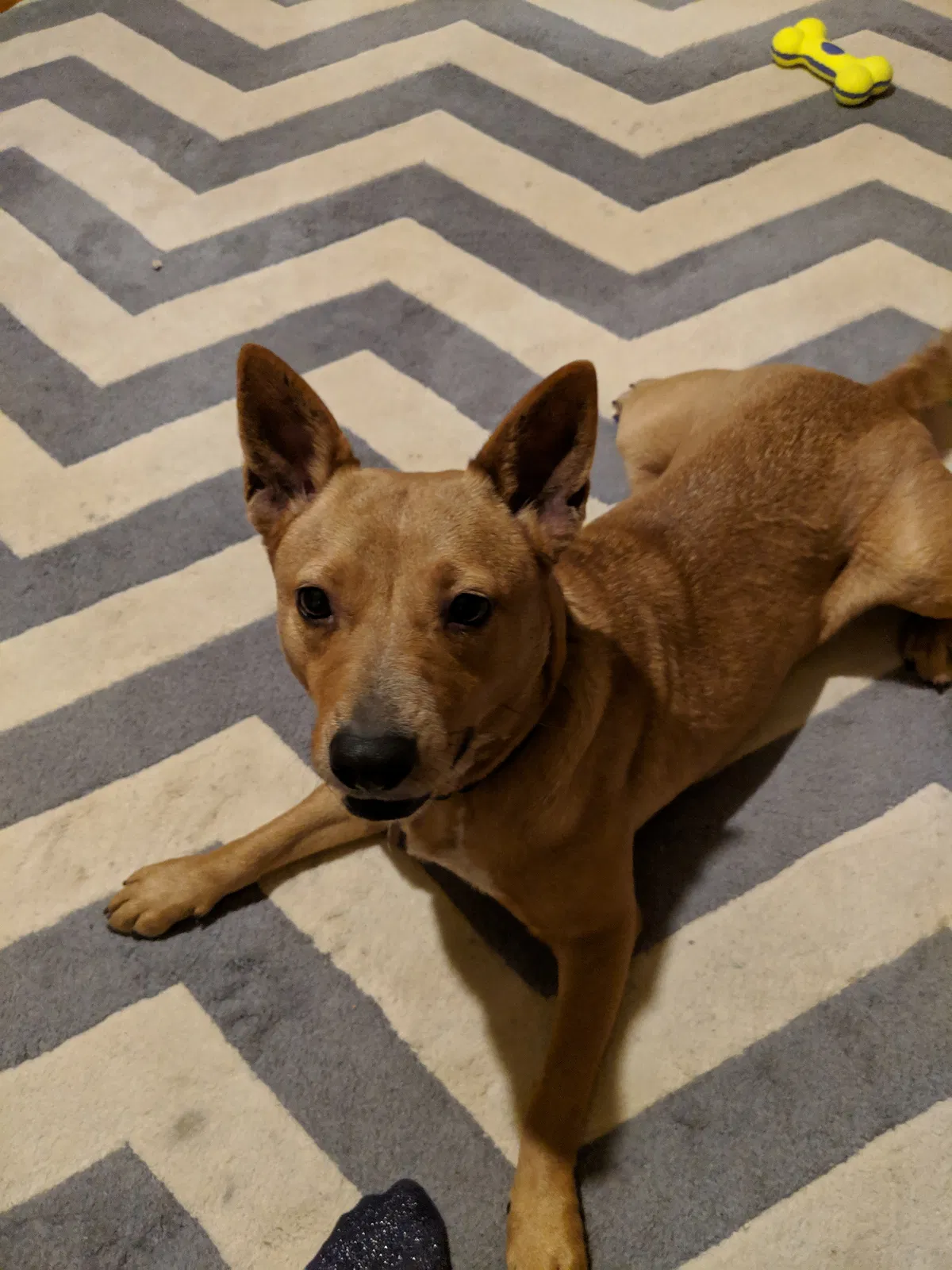 Lost dog in College Point, NY, 11356