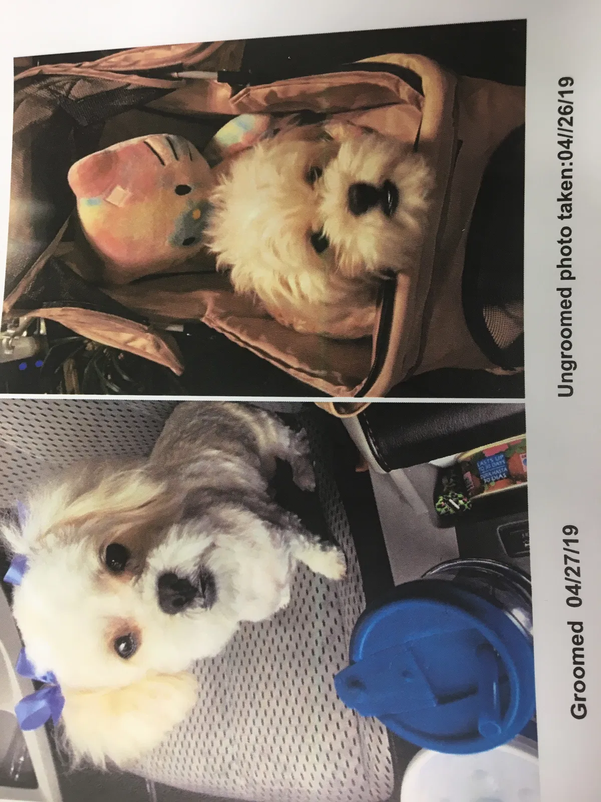 Lost dog in Fresno, CA, 93711