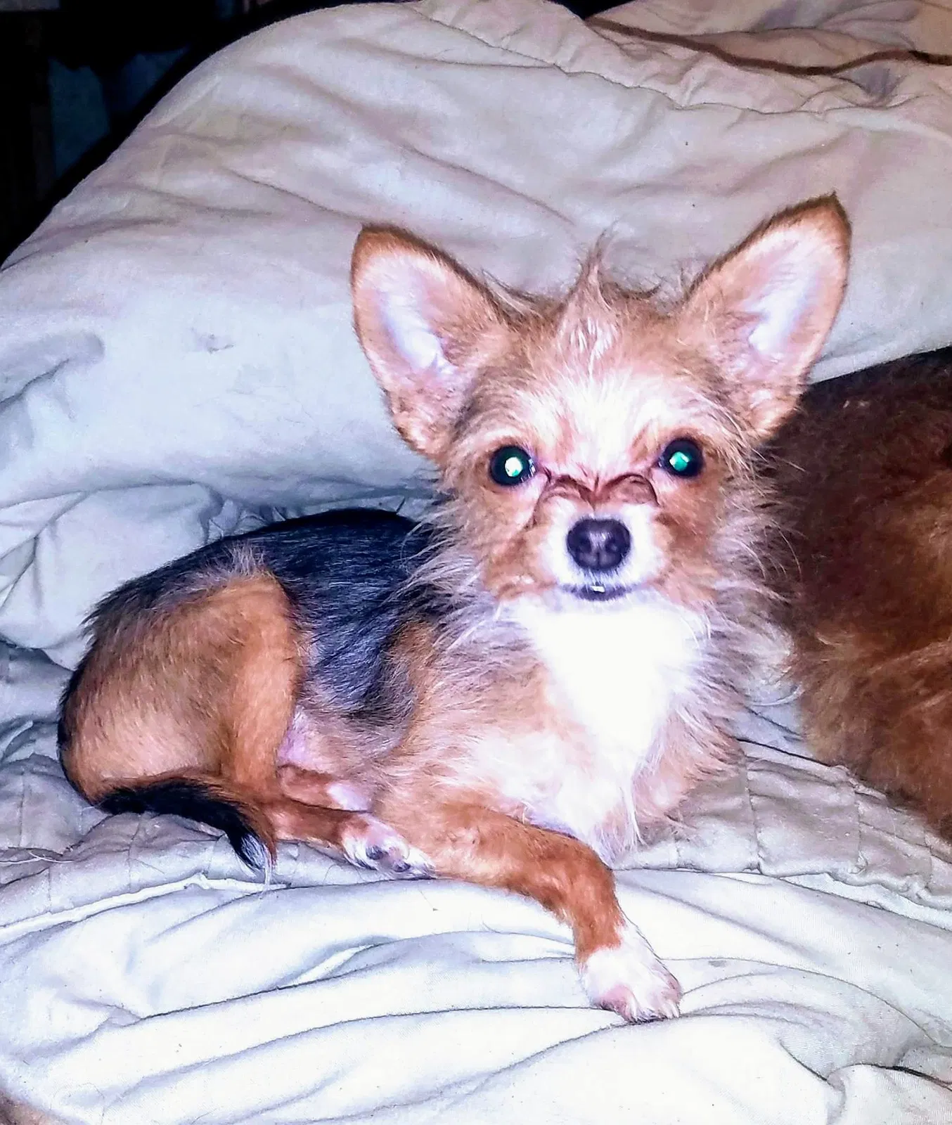 Lost dog in Glasgow, KY, 42141