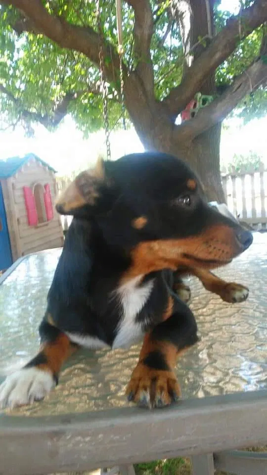 Lost dog in Merced, CA, 95341