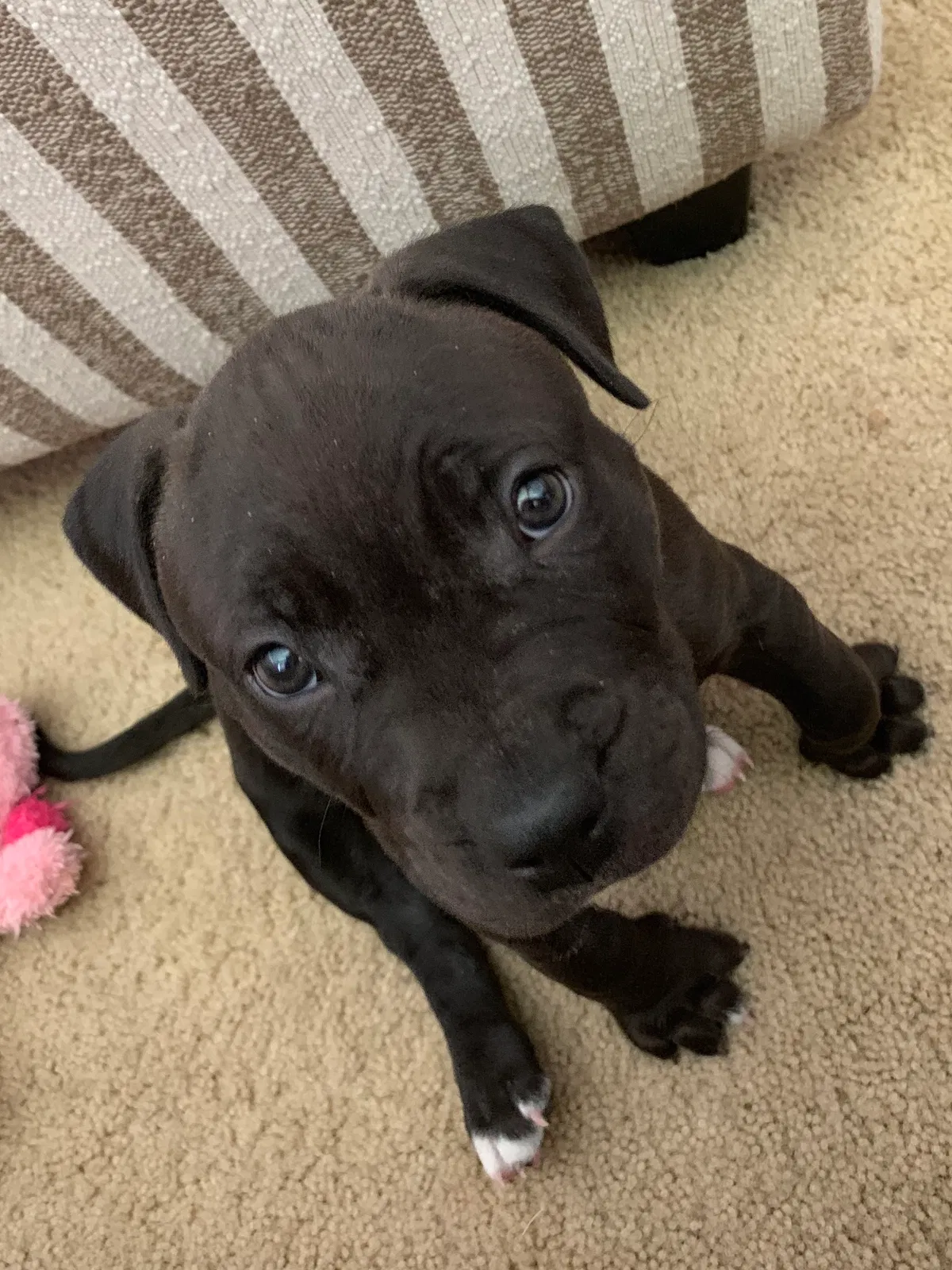 Lost dog in Palm Bay, FL, 32905