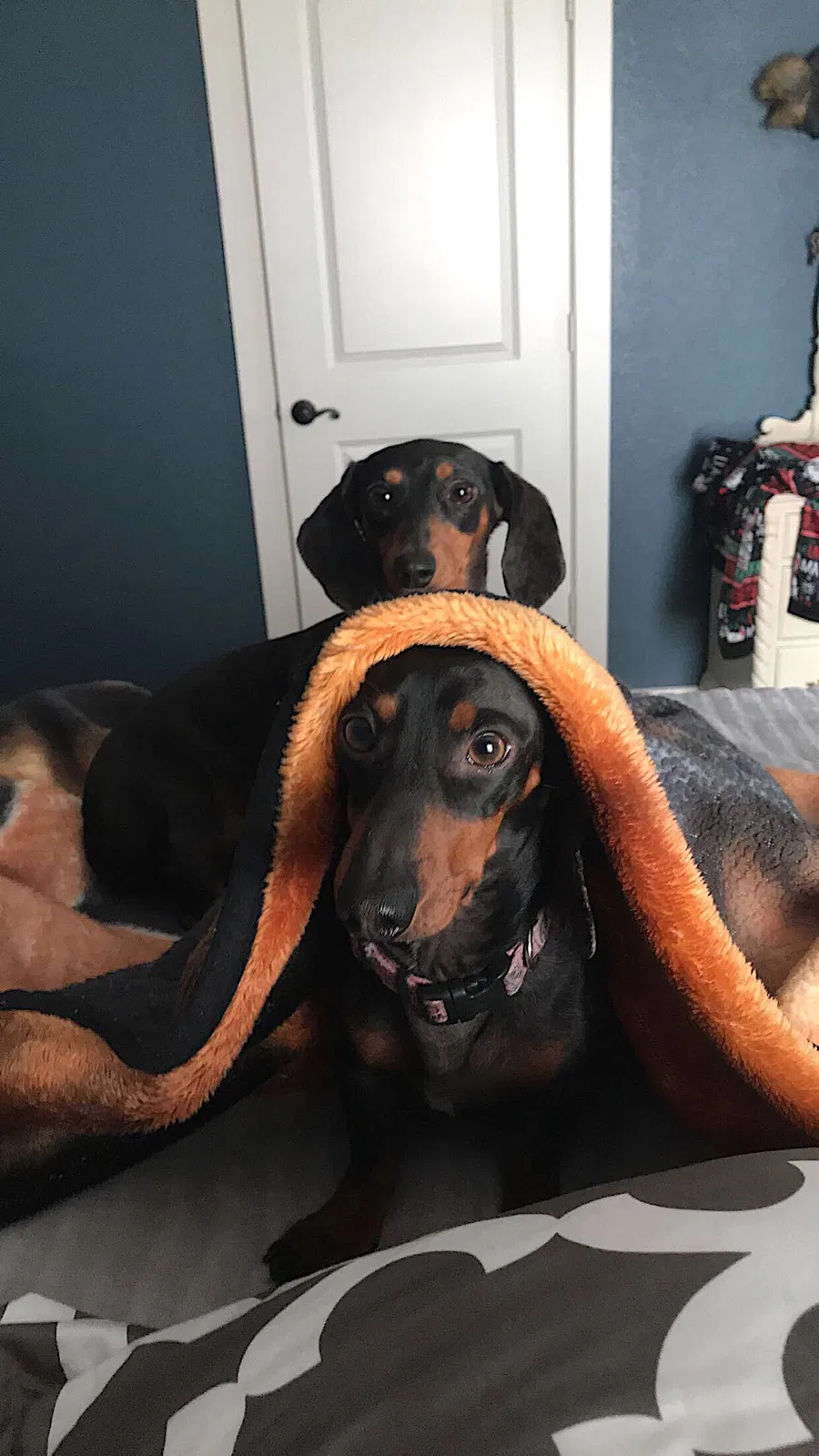 Lost dog in Athens, TX, 75752