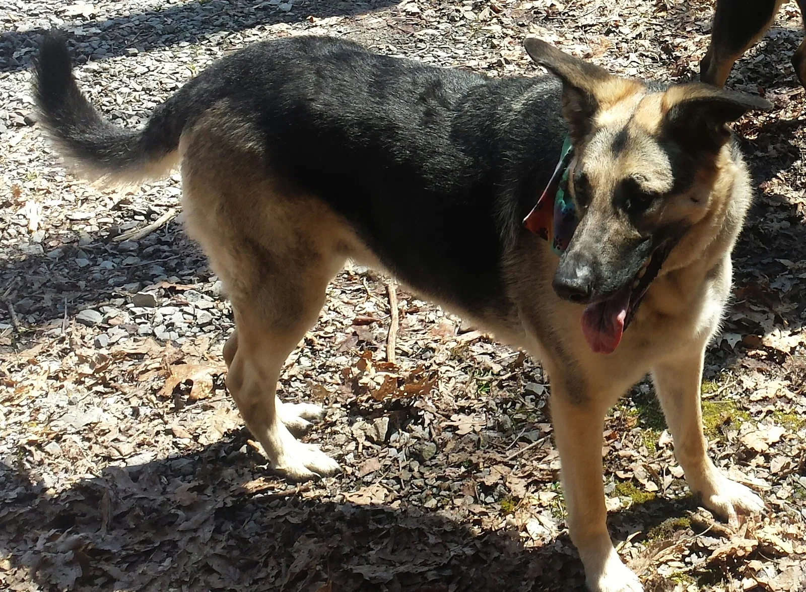 Lost dog in Parkville, MD, 21234