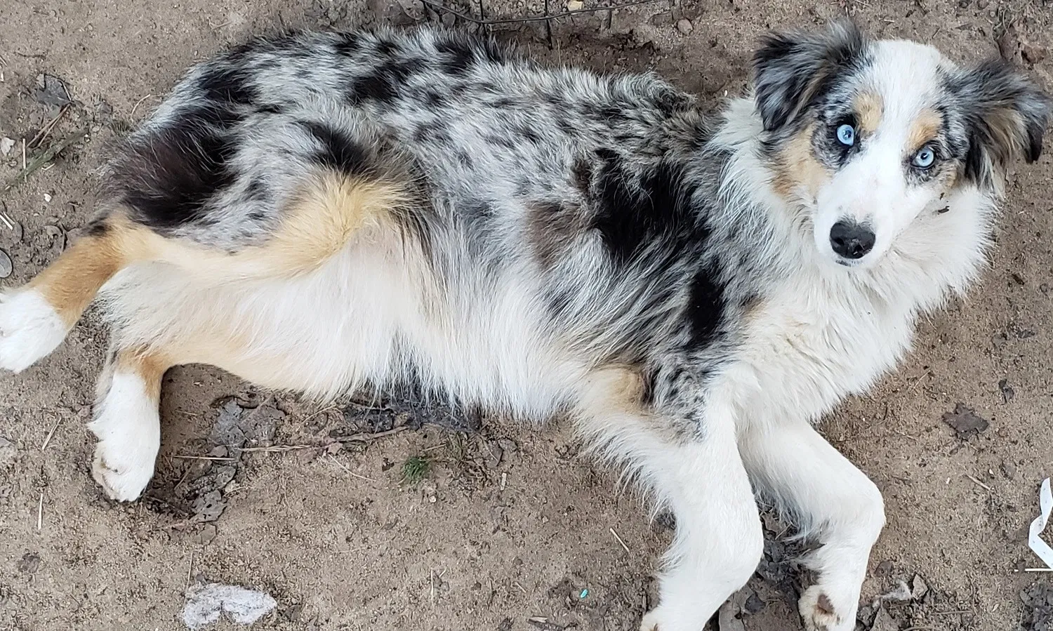 Lost dog in Bastrop, TX, 78602