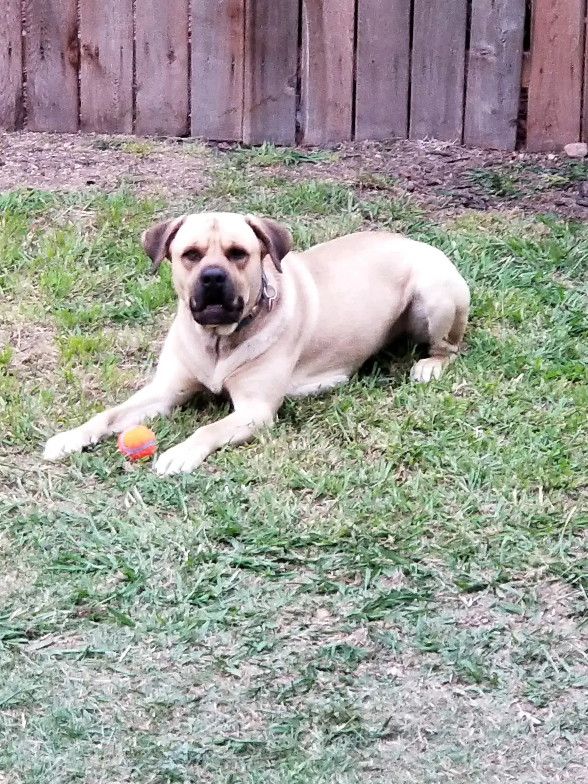 Lost dog in Taylor, TX, 76574