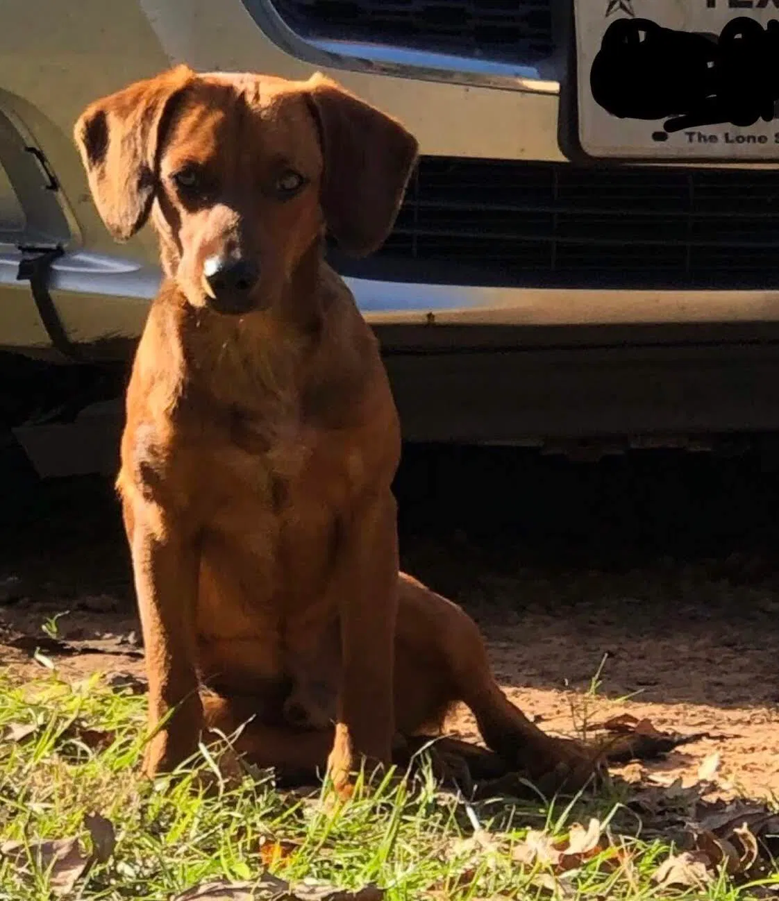 Lost dog in Palestine, TX, 75801