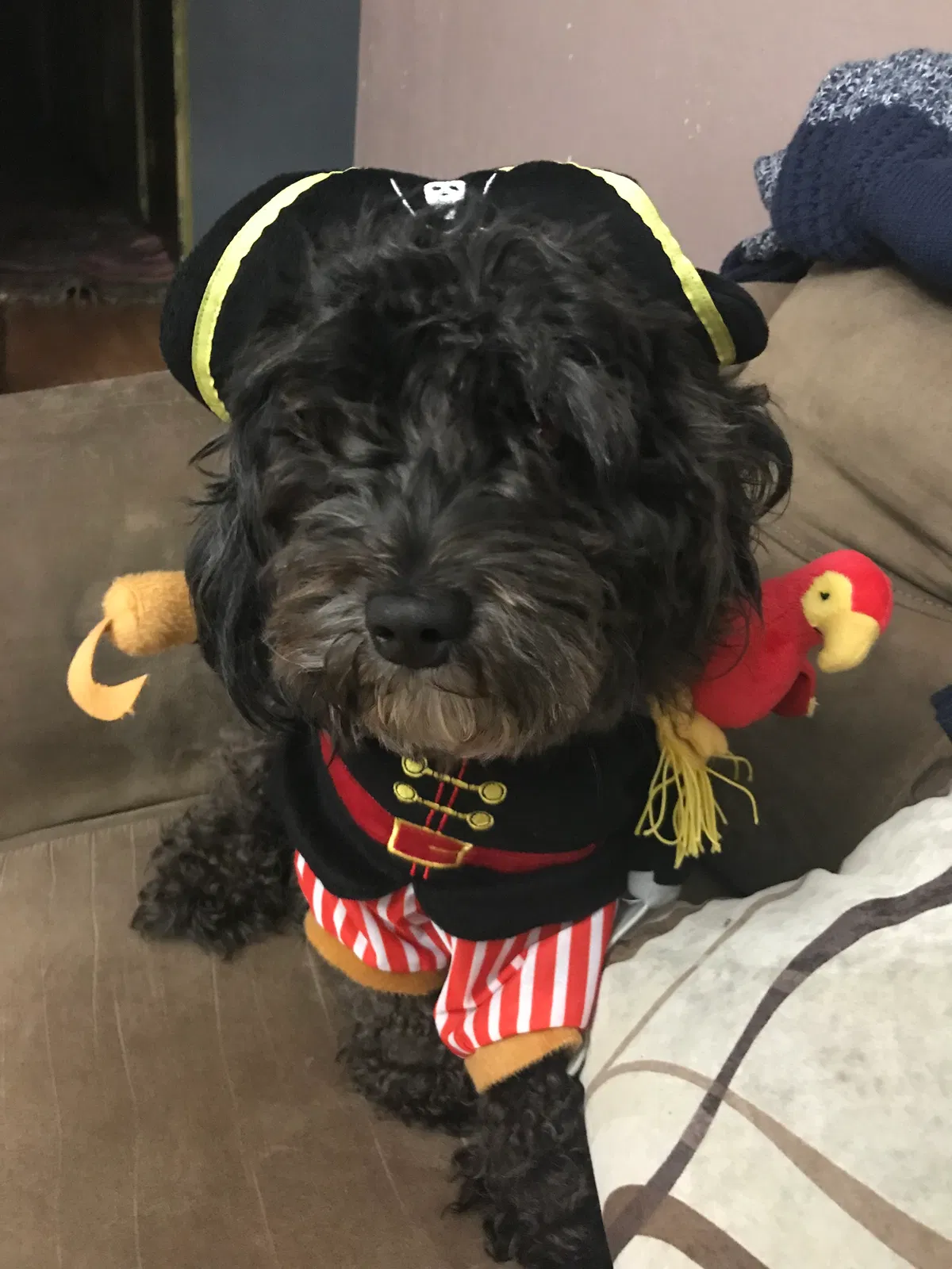 Lost dog in Rockford, IL, 61107