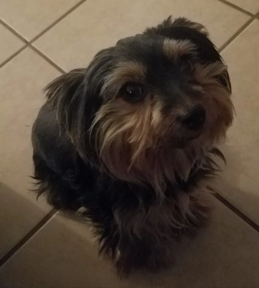 Lost dog in Glendale, AZ, 85306