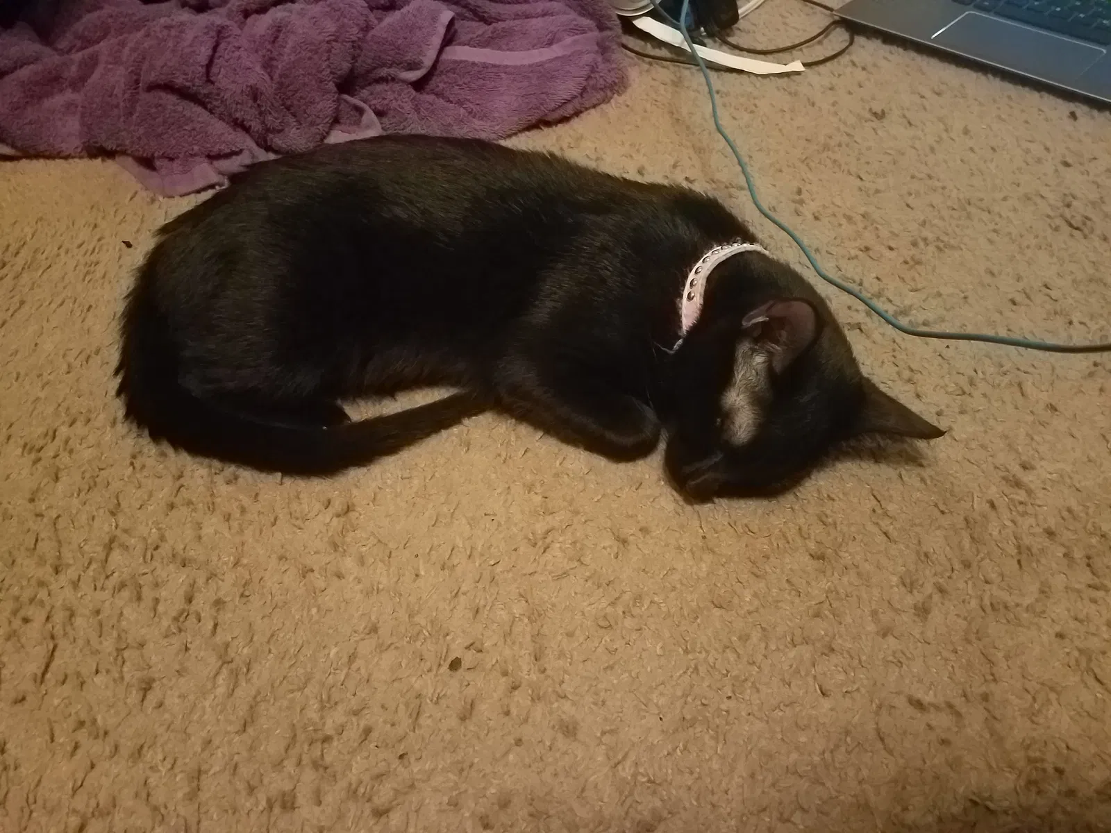 Found cat in Oklahoma City, OK, 73130