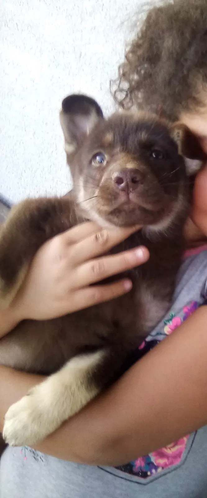 Lost dog in Fresno, CA, 93726