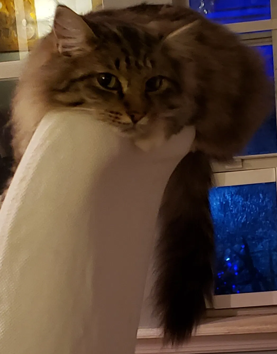 Lost cat in Tallahassee, FL, 32308