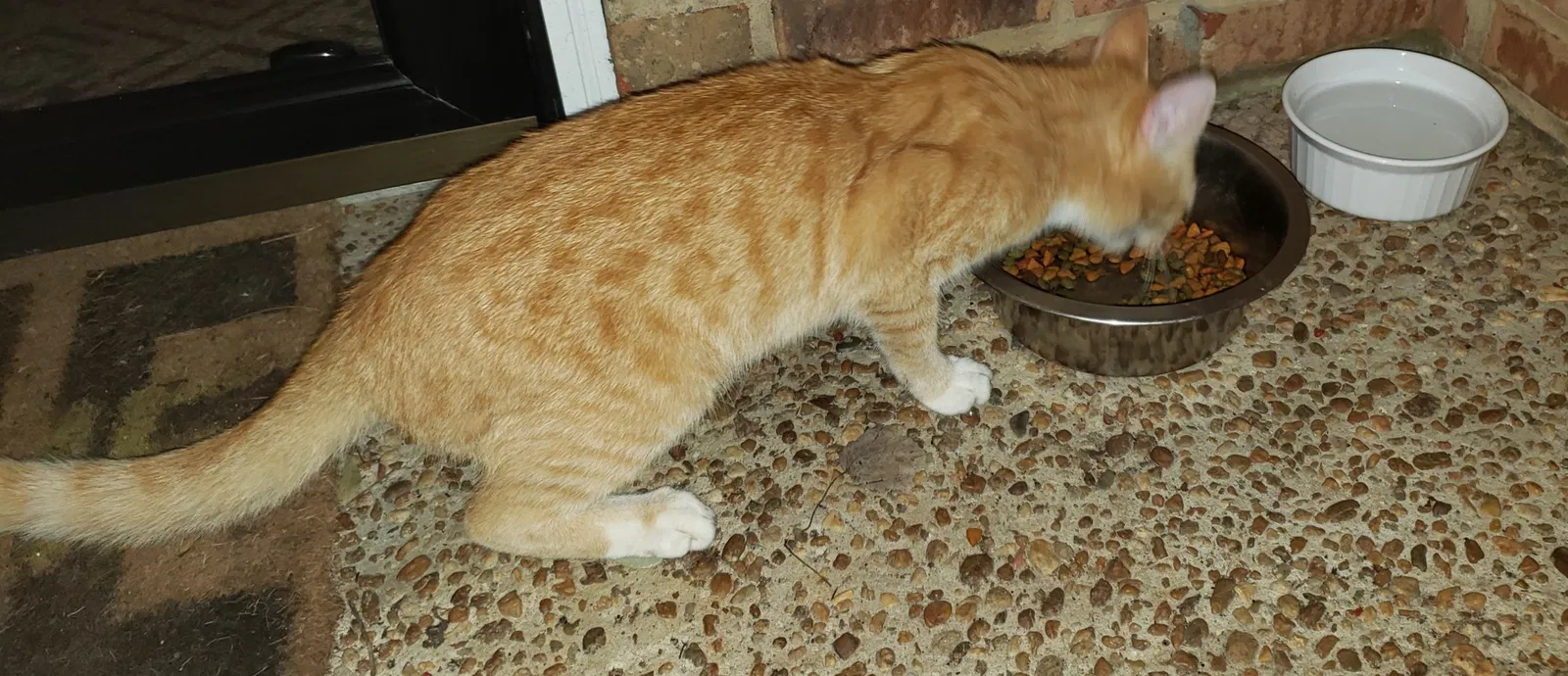 Found cat in Tallahassee, FL, 32308