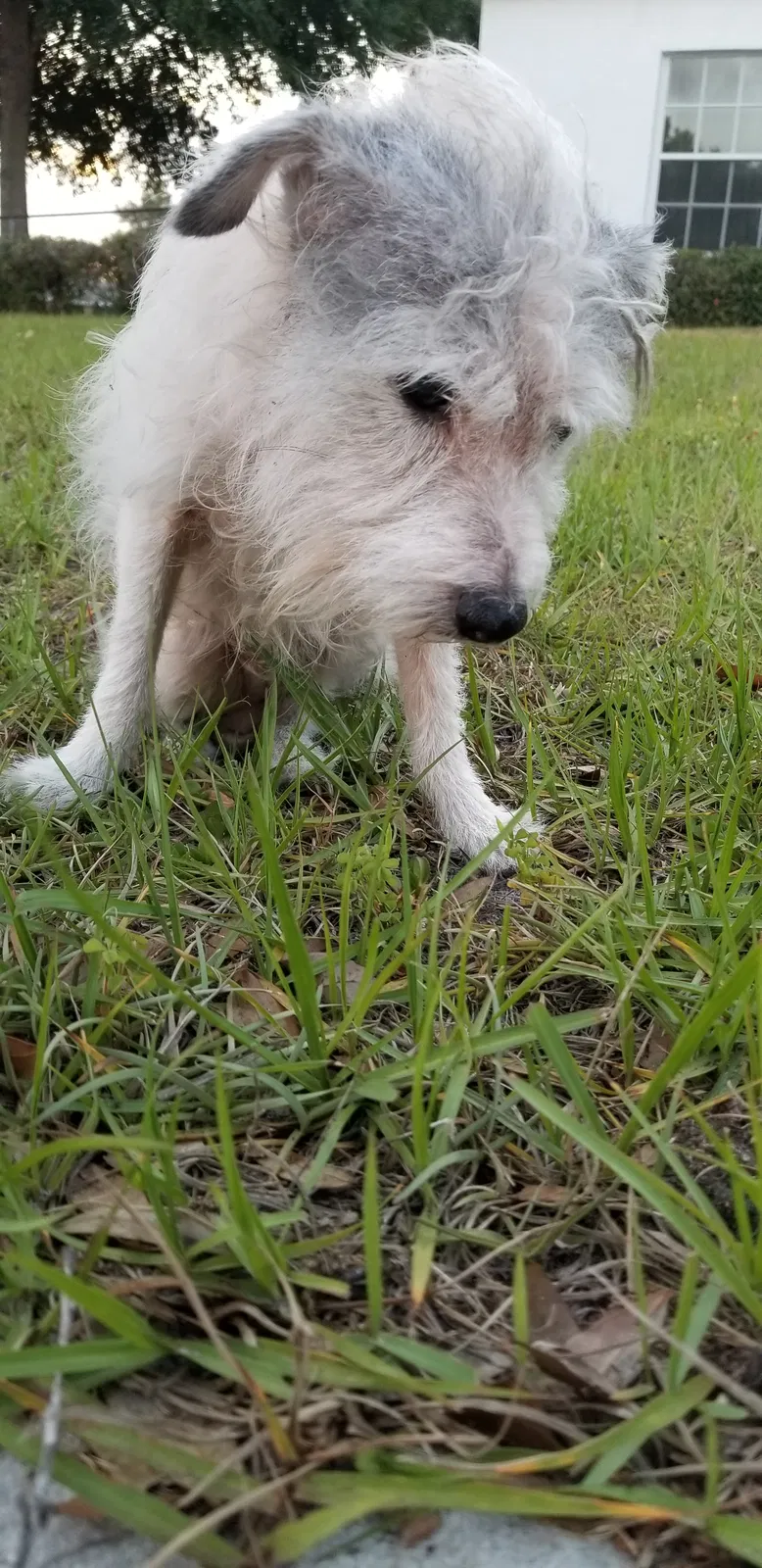 Lost dog in Deltona, FL, 32738