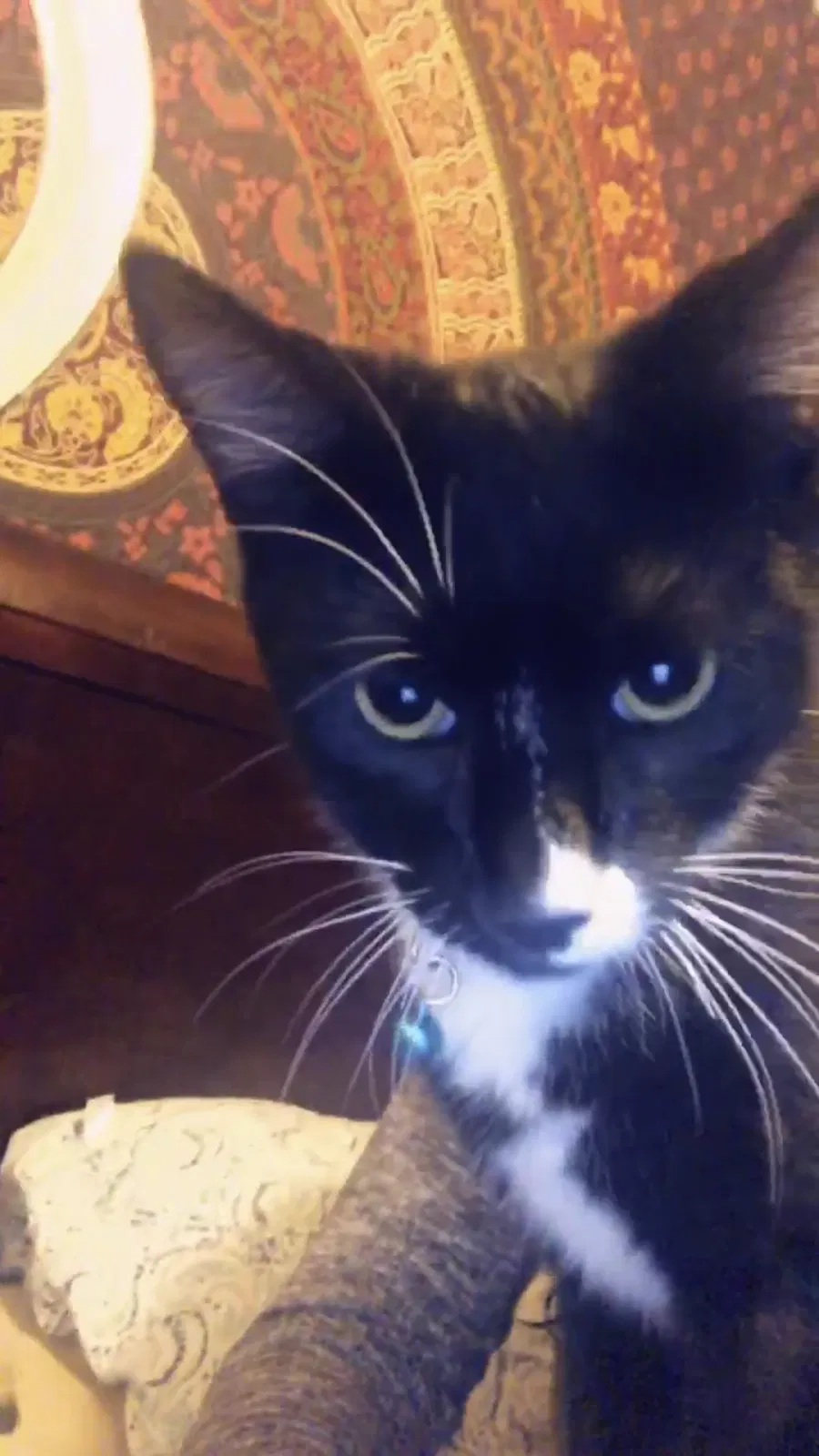 Lost cat in Riverside, CA, 92509