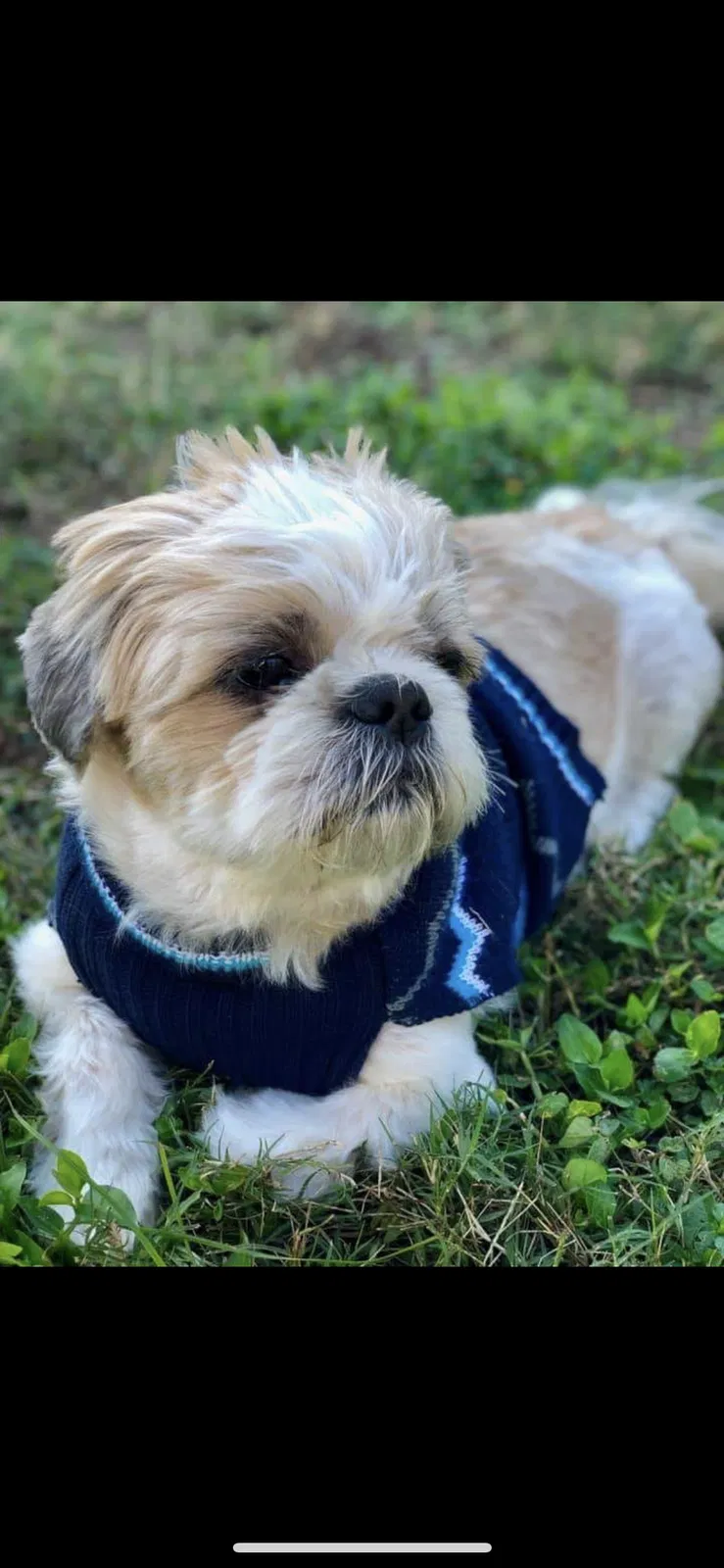 Lost dog in Sanford, FL, 32771