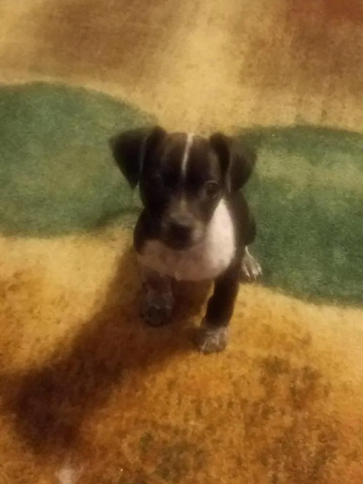 Lost dog in Fresno, CA, 93702