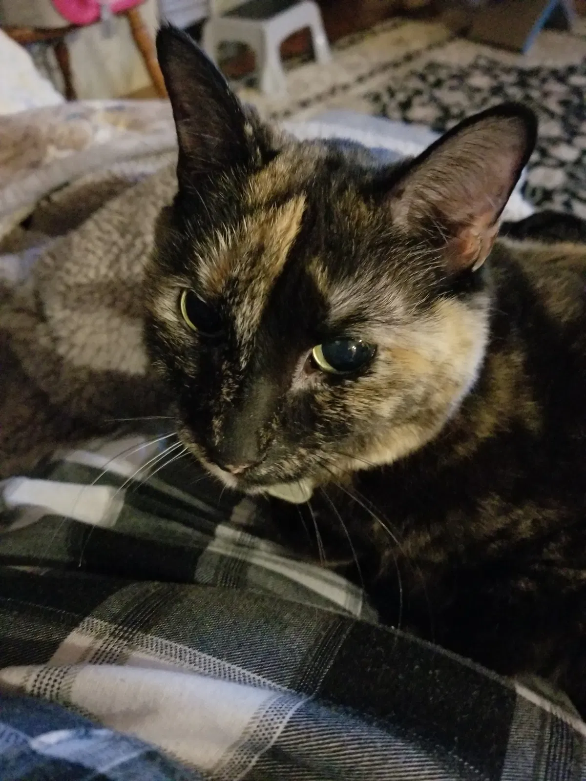 Lost cat in Flagstaff, AZ, 86004