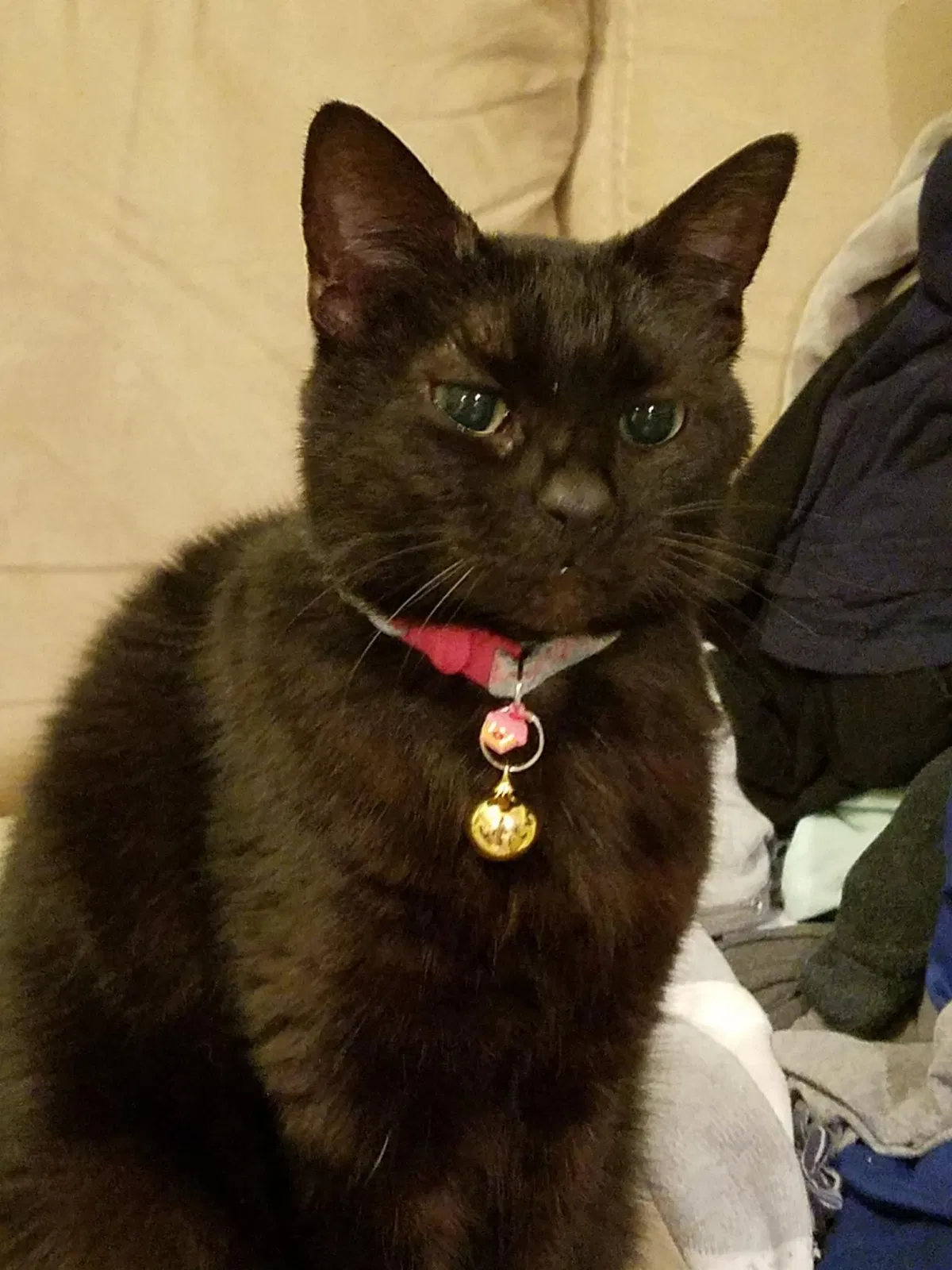 Lost cat in Little Falls, NY, 13365