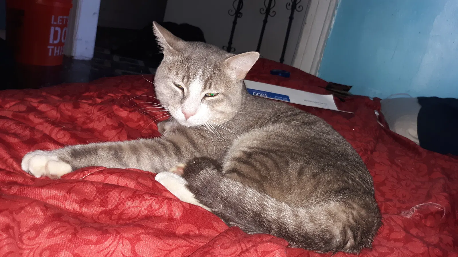 Lost cat in Brooklyn, NY, 11208