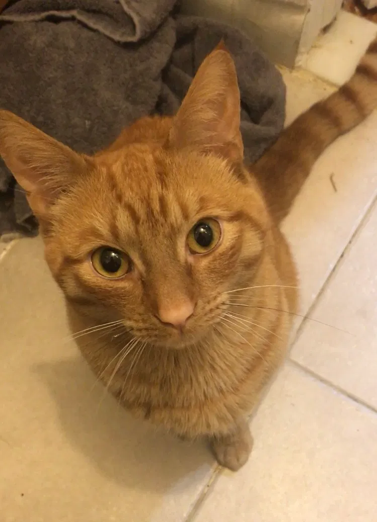 Lost cat in Cranford, NJ, 7016