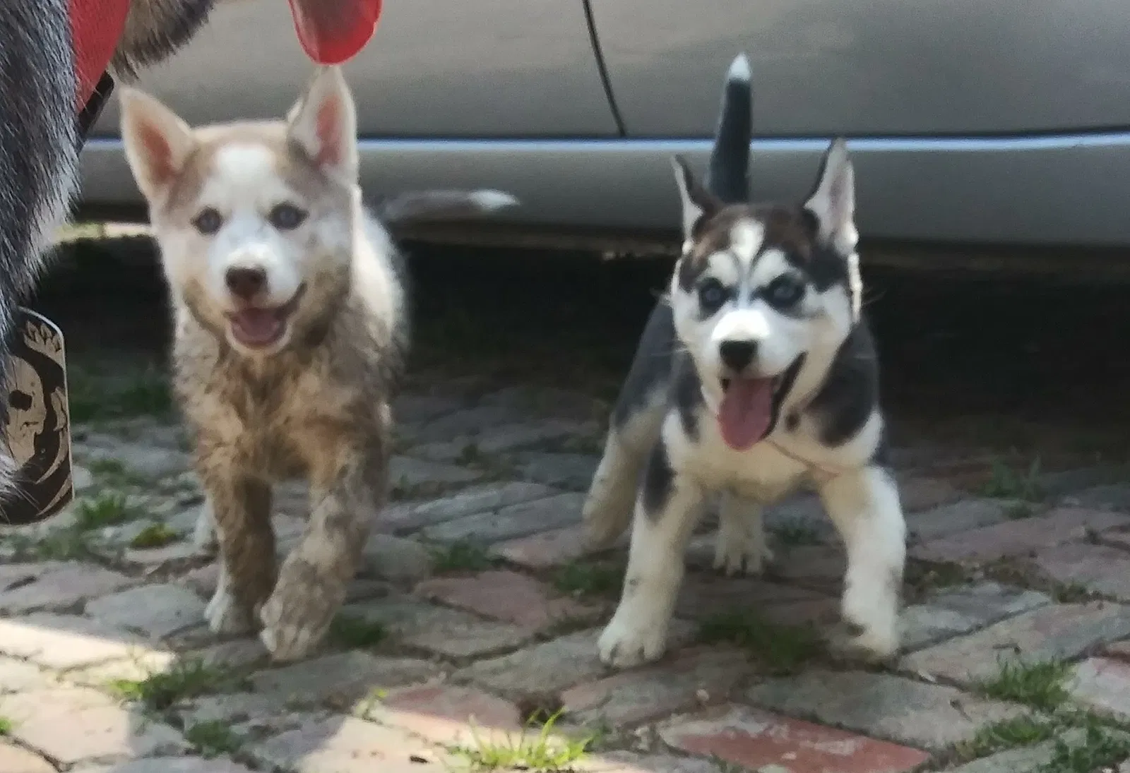 Lost dog in Bessemer, AL, 35023