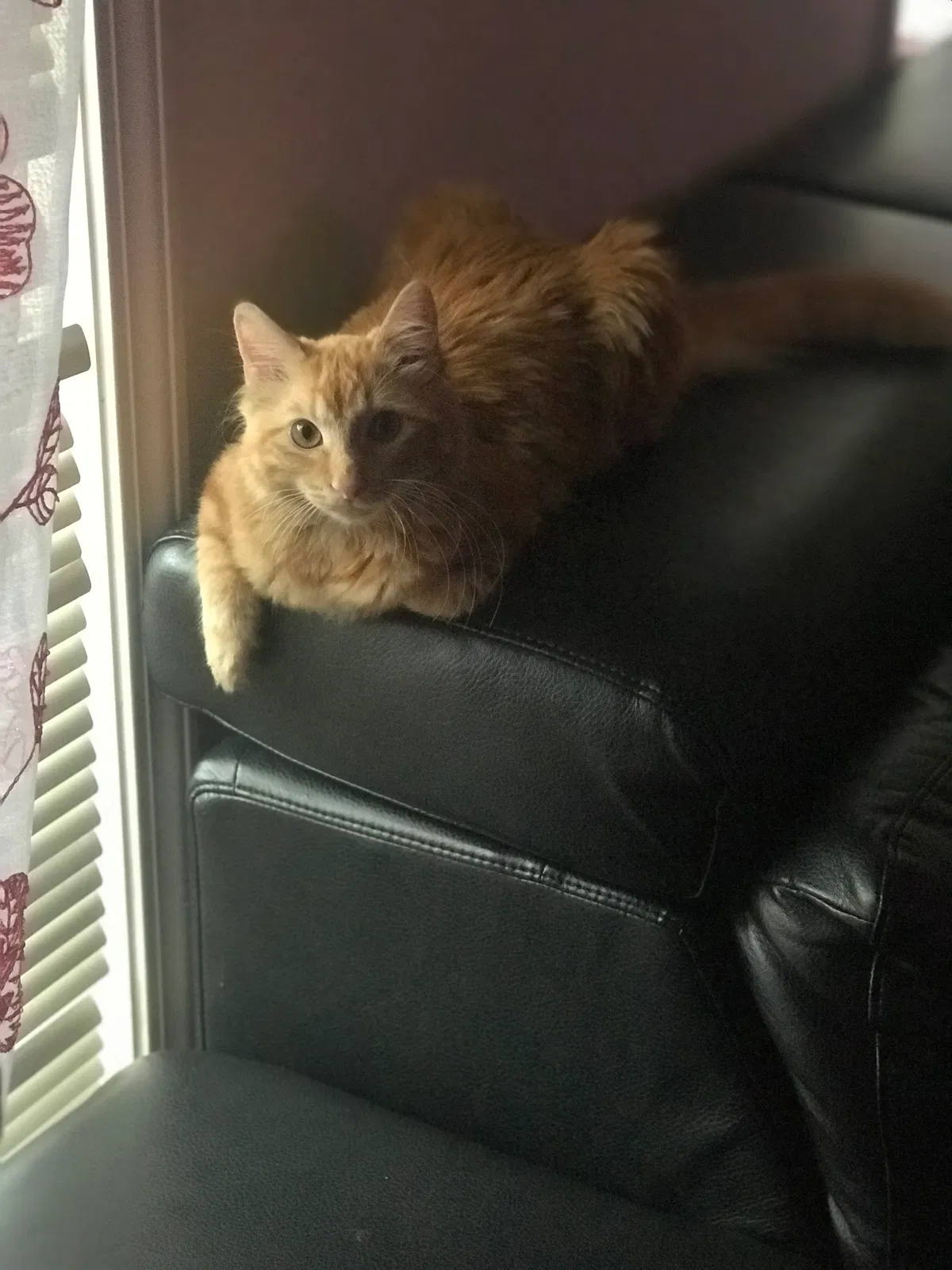 Lost cat in Nashville, TN, 37217