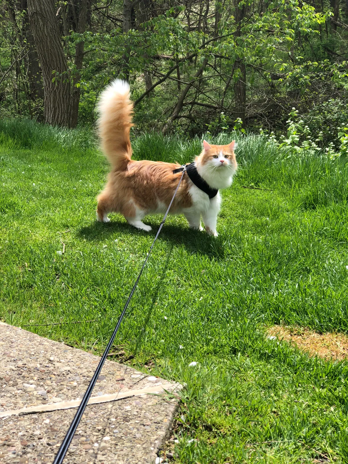 Lost cat in Pittsburgh, PA, 15205