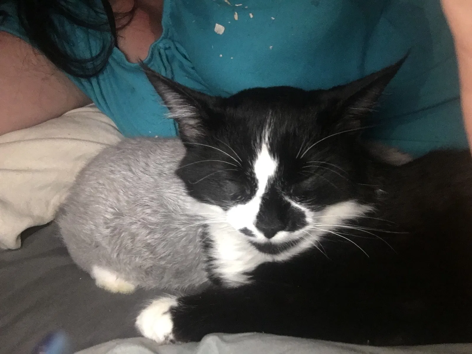 Lost cat in Snellville, GA, 30078