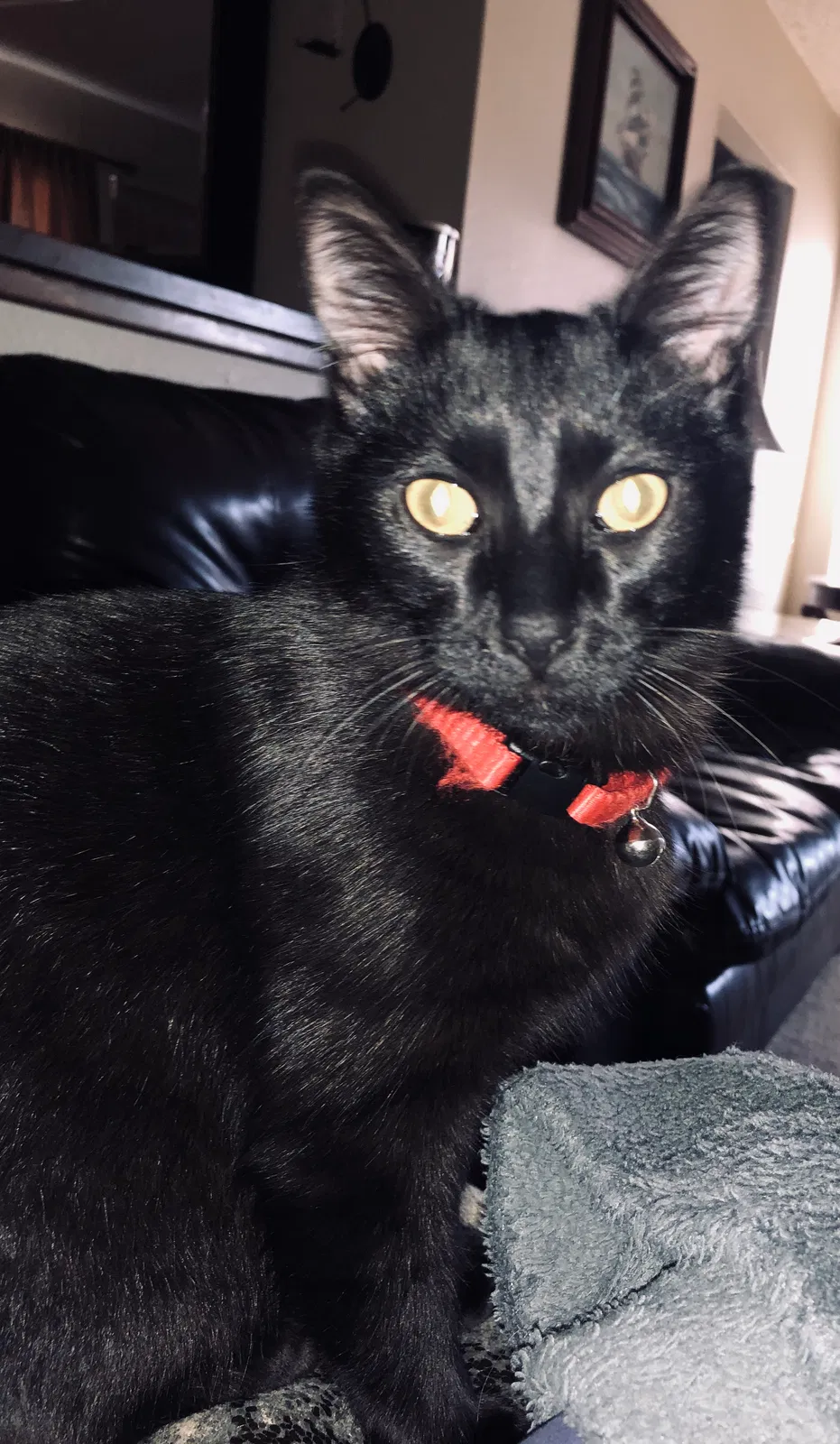 Lost cat in Yucaipa, CA, 92399