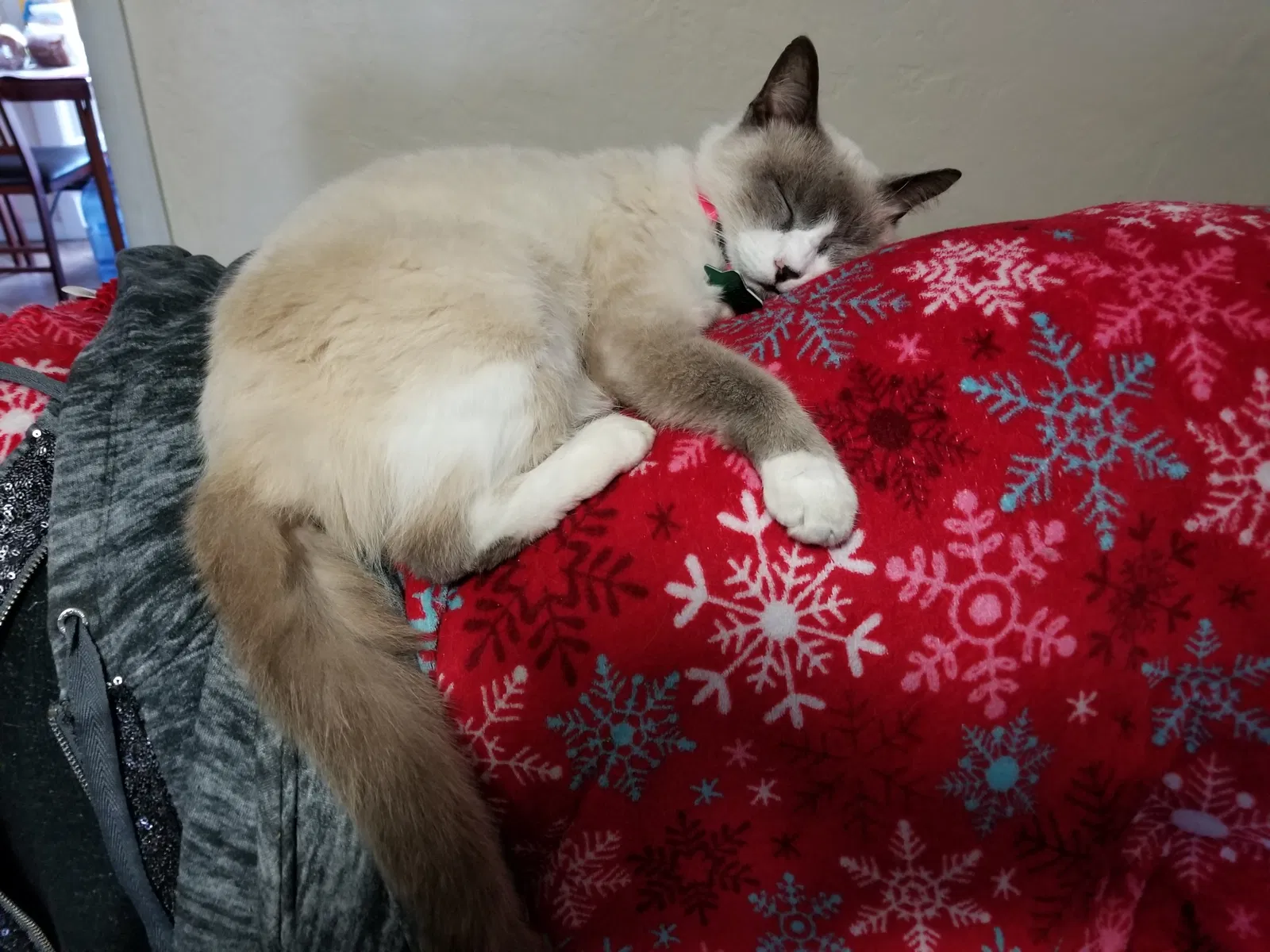 Lost cat in Melbourne, FL, 32904
