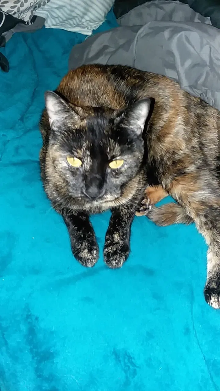 Lost cat in Hammond, IN, 46324