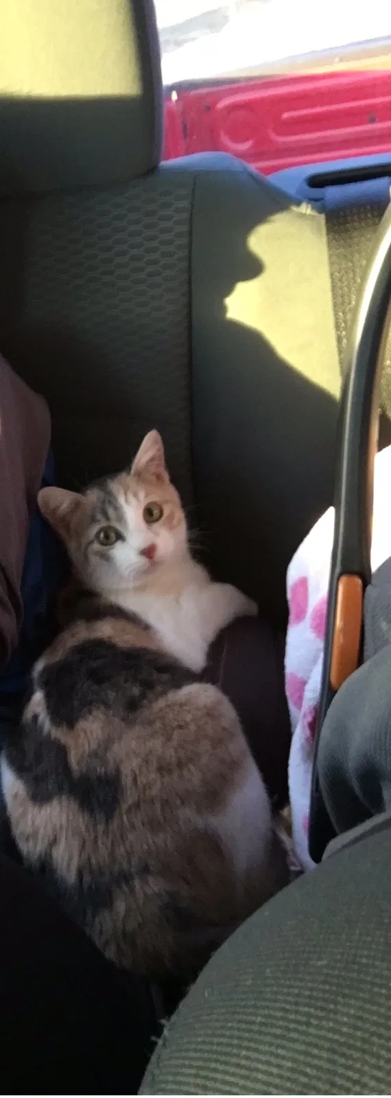 Lost cat in Benton, KS, 67017