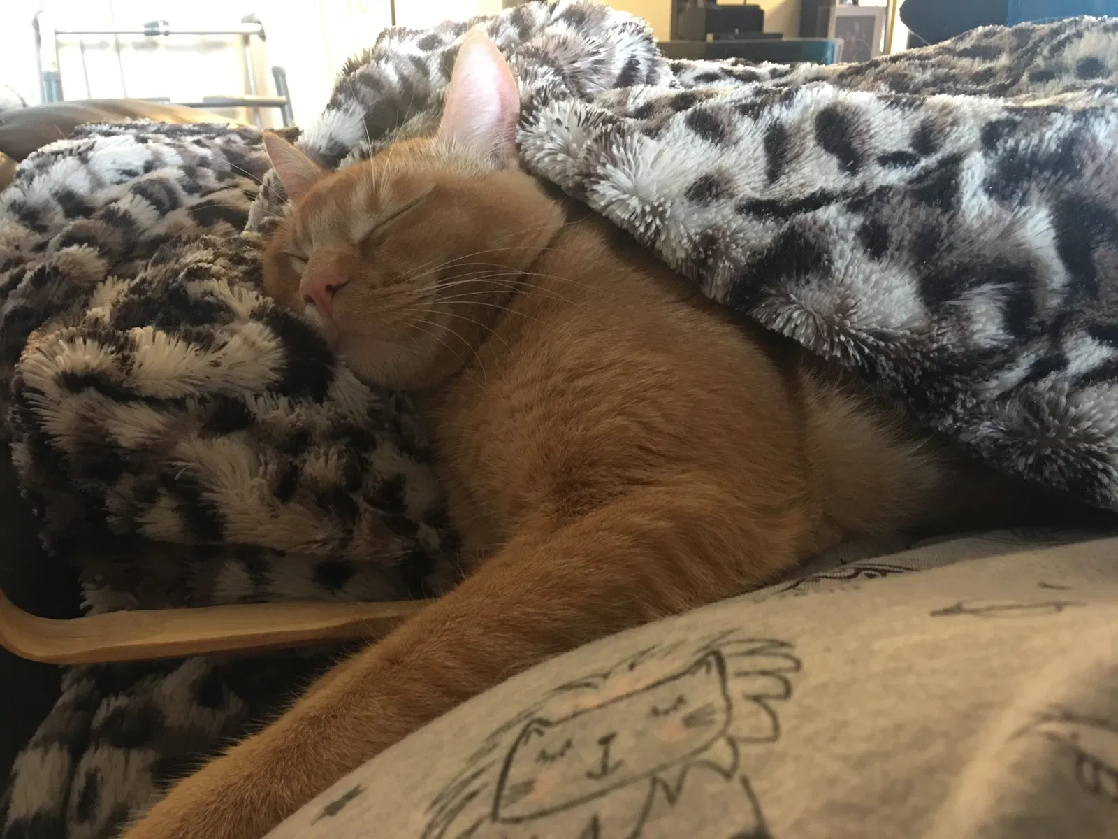 Lost cat in Draper, UT, 84020