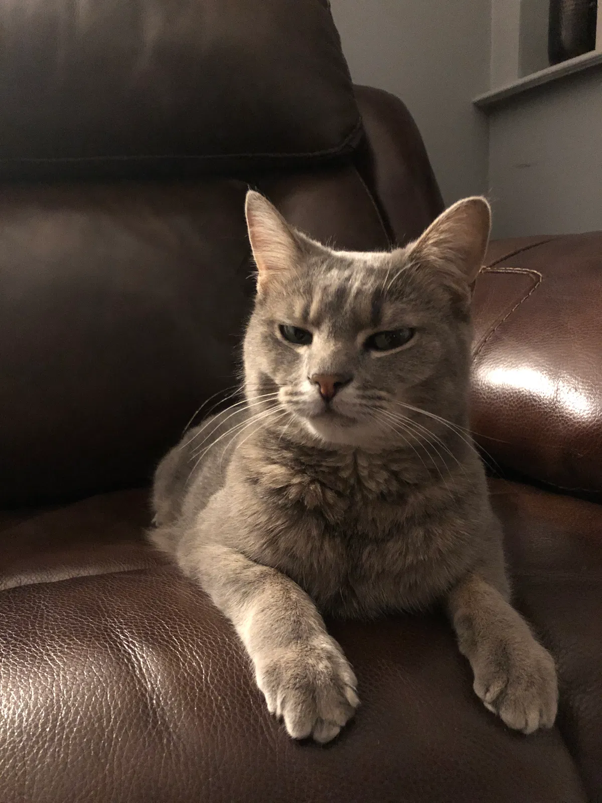 Lost cat in Allen Park, MI, 48101