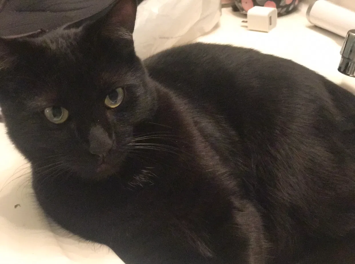 Lost cat in Denver, CO, 80234