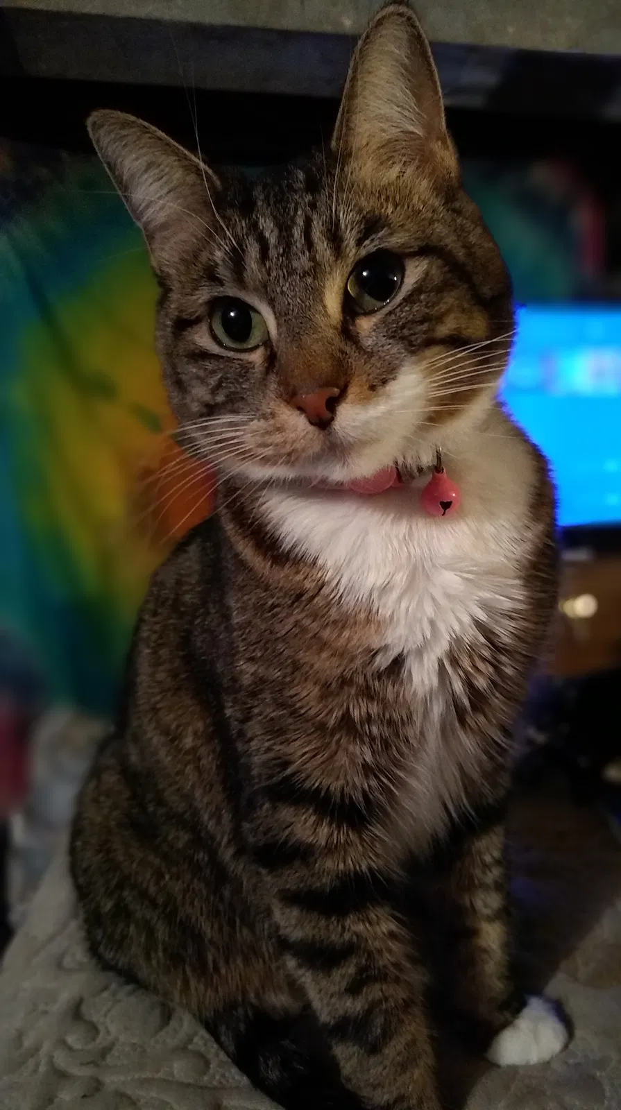Lost cat in Wichita, KS, 67211
