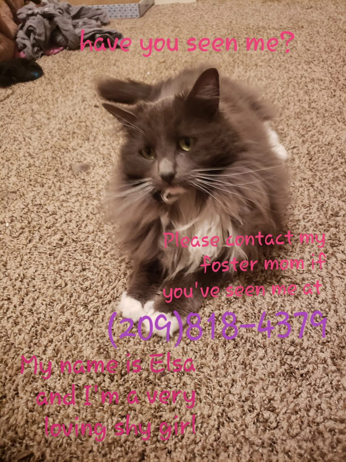 Lost cat in Stockton, CA, 95204