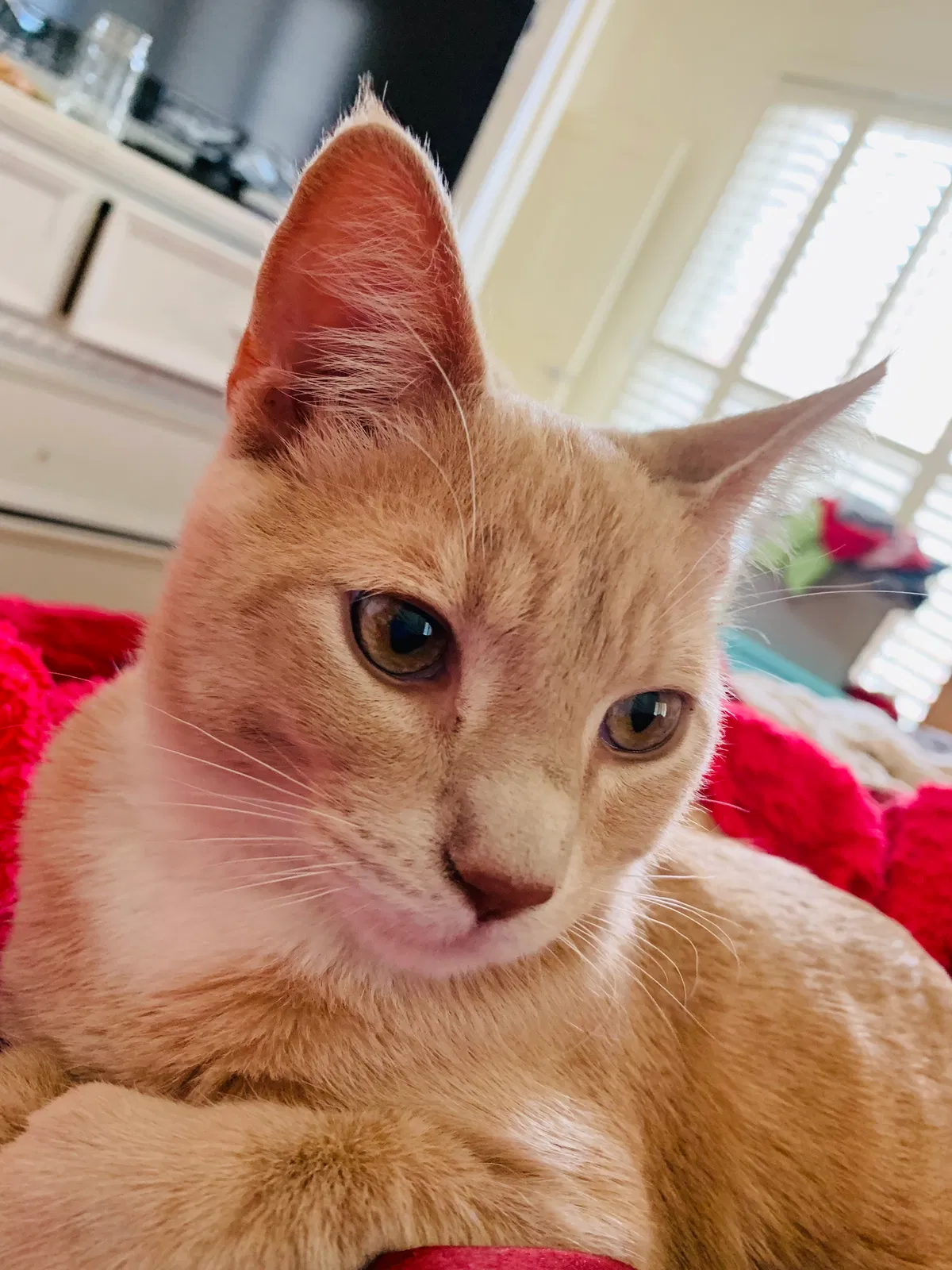 Lost cat in Santa Fe, NM, 87508