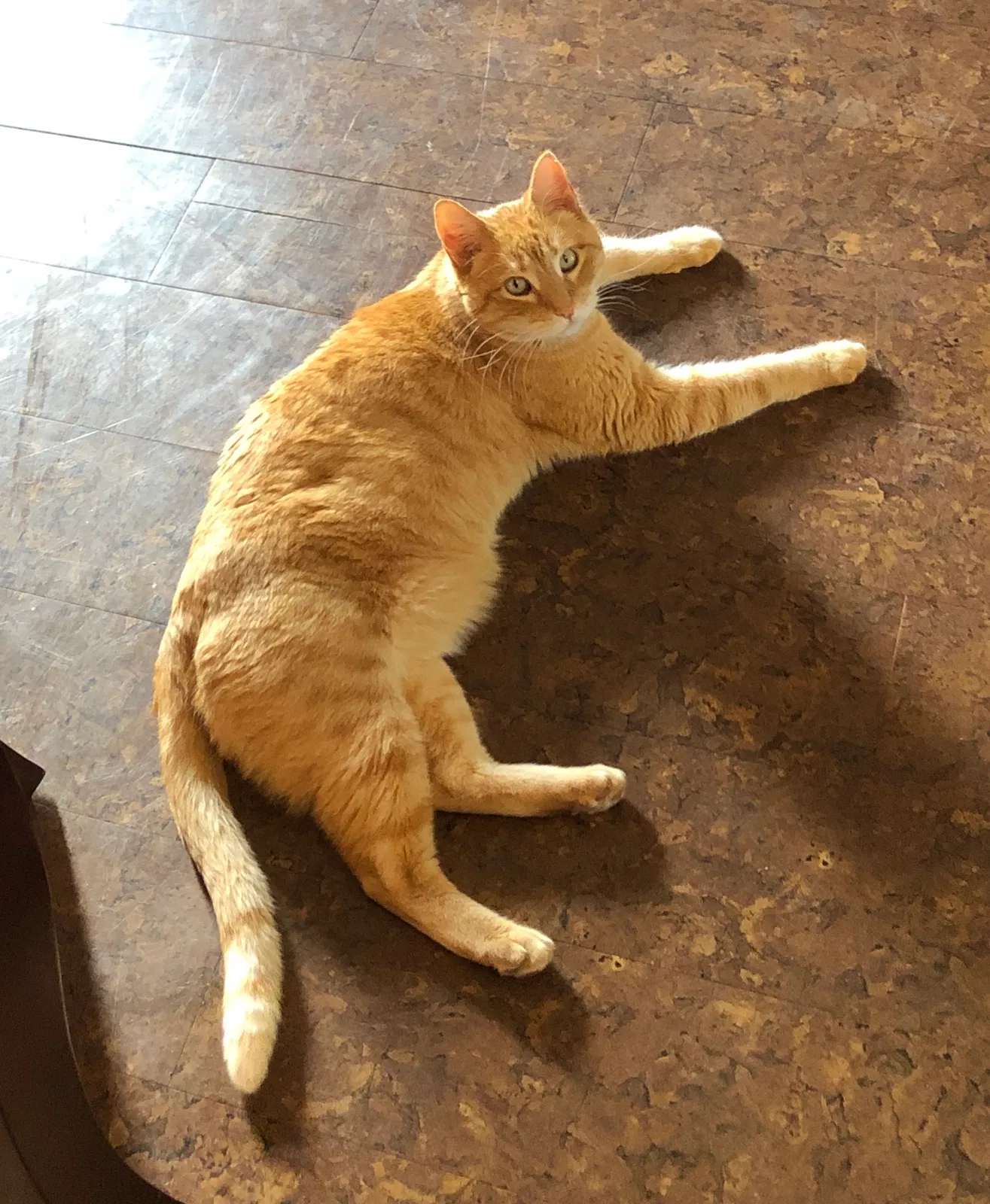 Lost cat in Liberty, MO, 64068