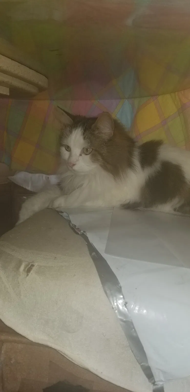 Lost cat in Fort Wayne, IN, 46806