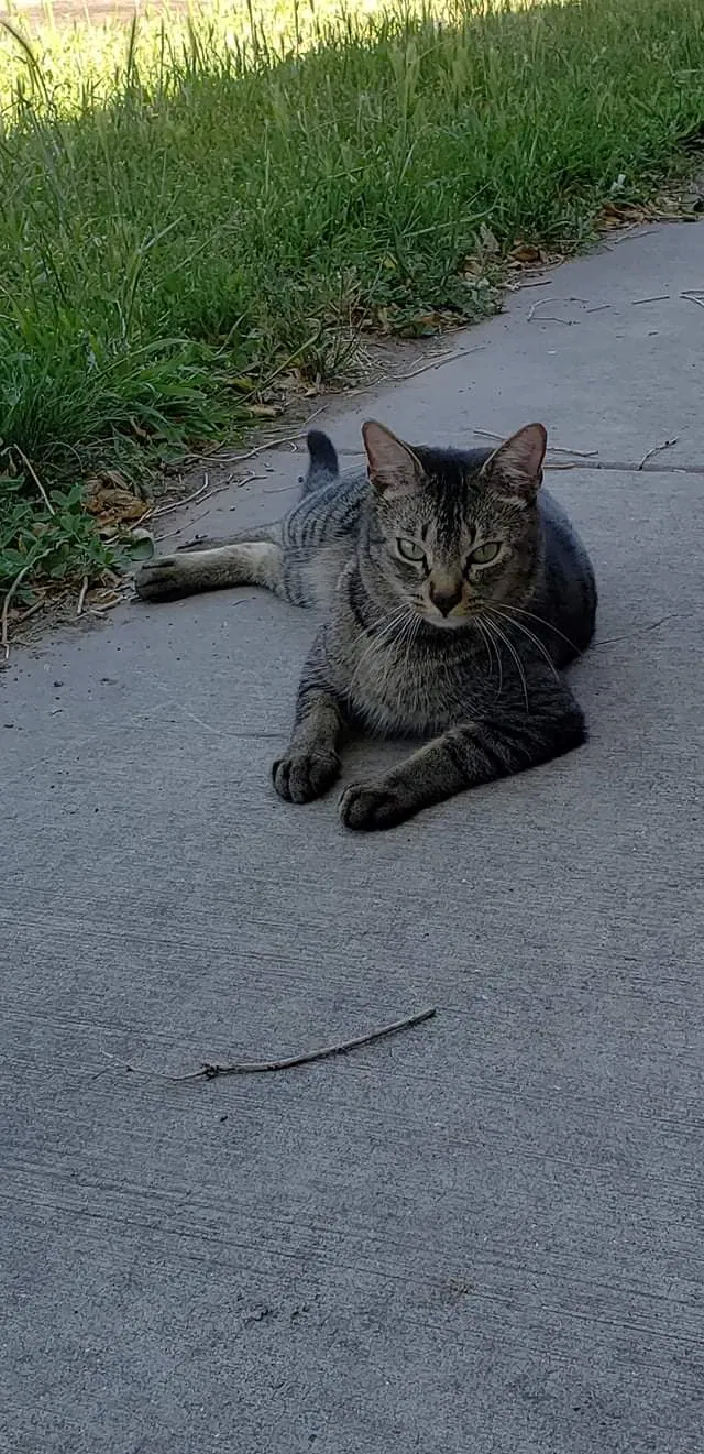 Lost cat in Salt Lake City, UT, 84104