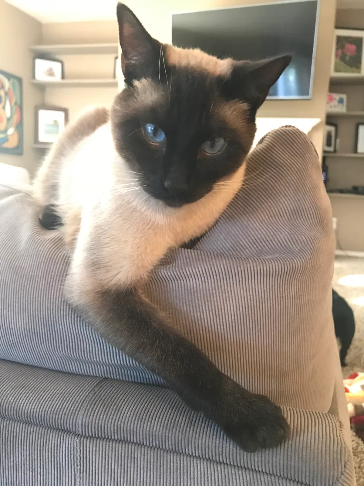 Lost cat in Banks, OR, 97106