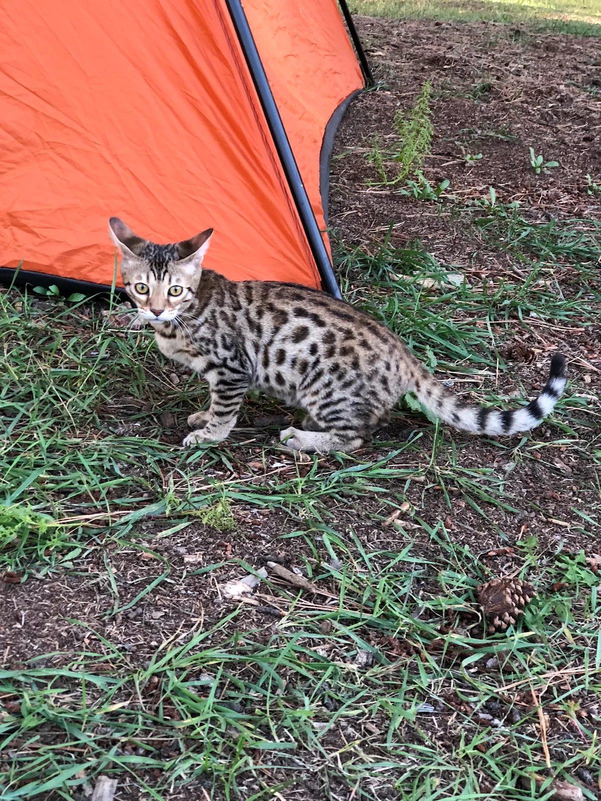Lost cat in Queen Creek, AZ, 85142